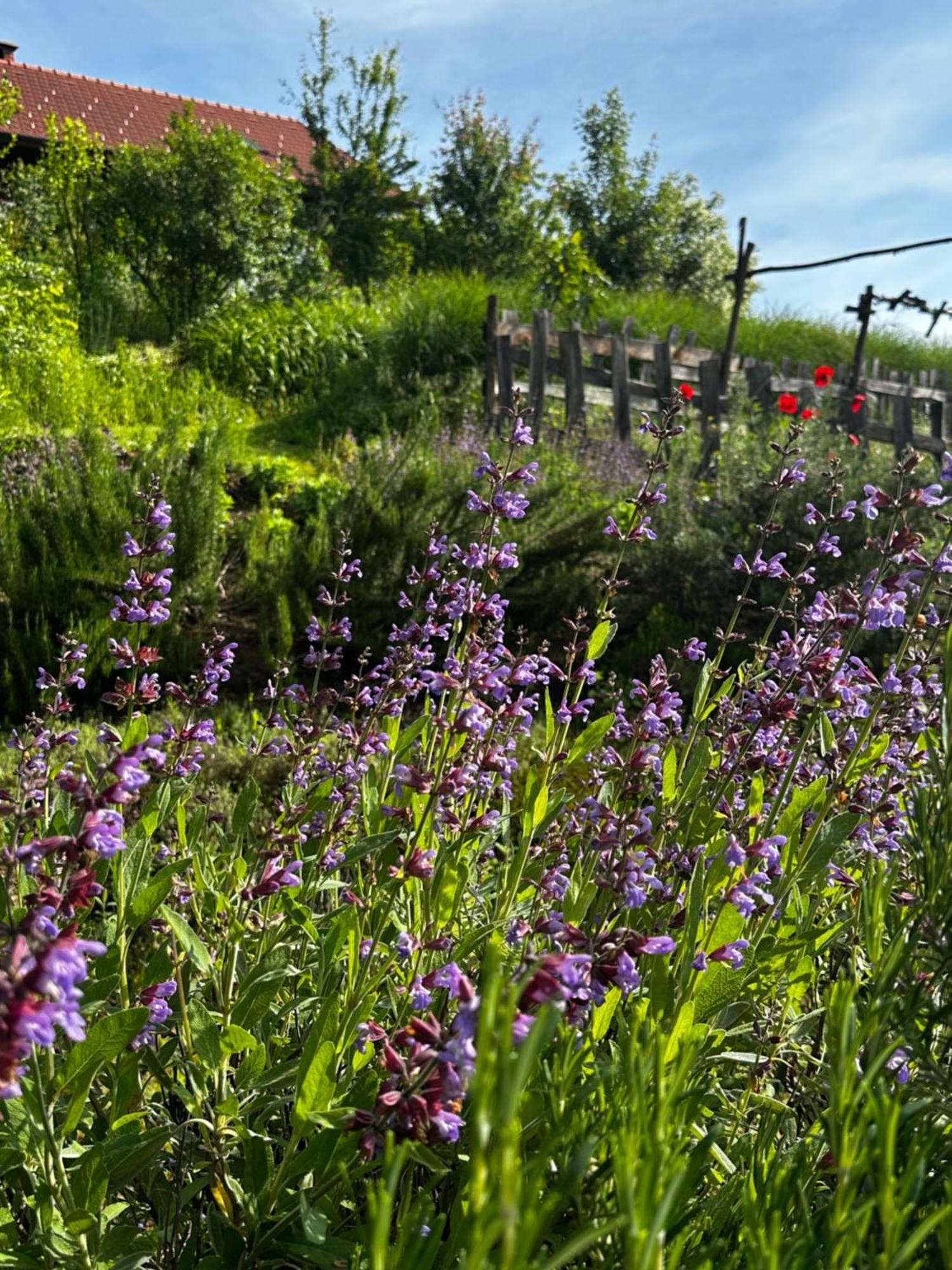 Penzion Estate Ana Ptuj Exteriér fotografie