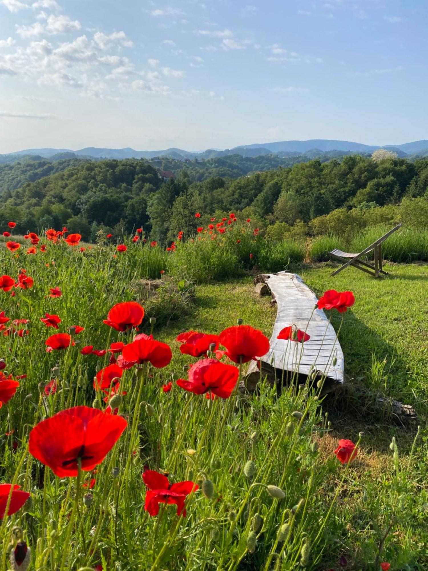 Penzion Estate Ana Ptuj Exteriér fotografie