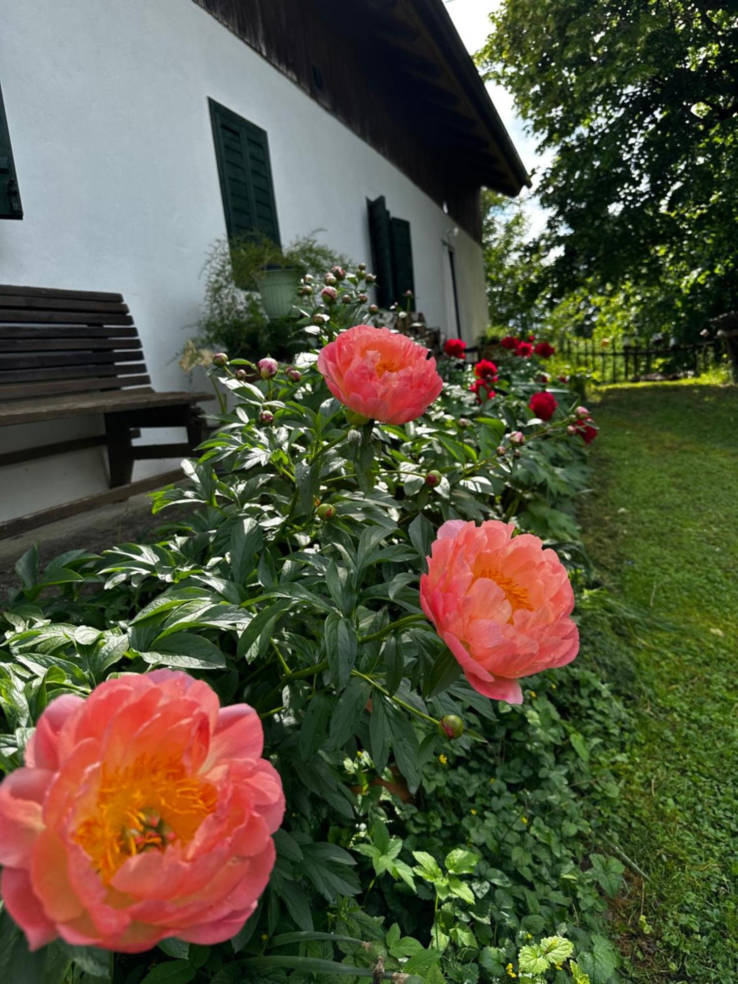 Penzion Estate Ana Ptuj Exteriér fotografie